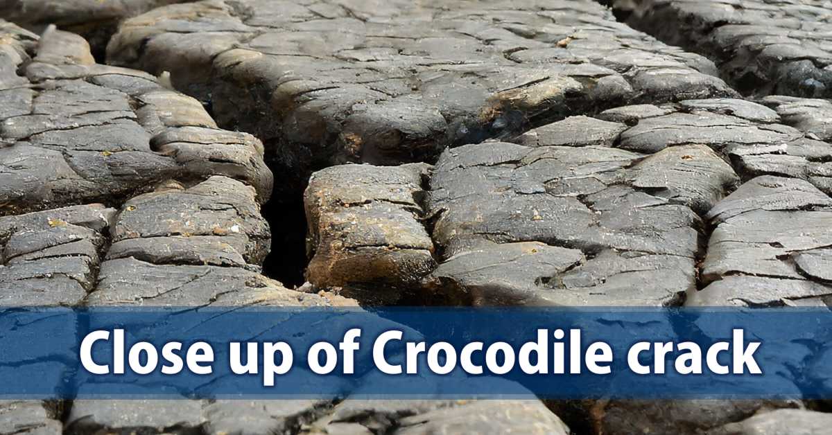 Close up of Crocodile crack 